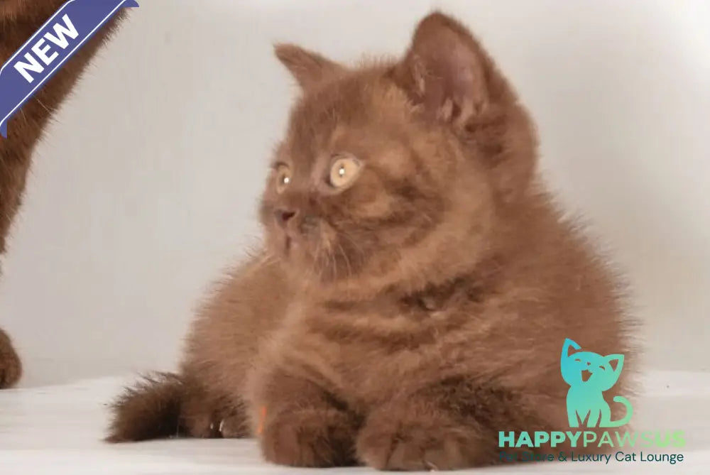 Ginger British Shorthair male chocolate - live animals