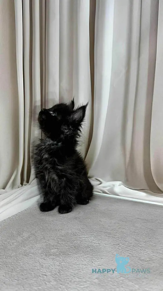 Ginger Maine Coon female black live animals