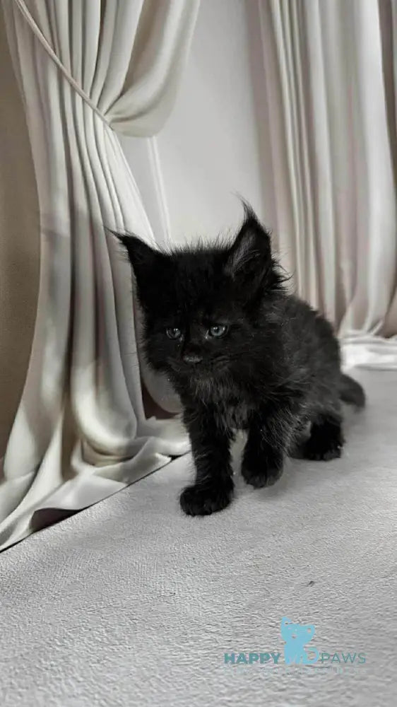 Ginger Maine Coon female black live animals