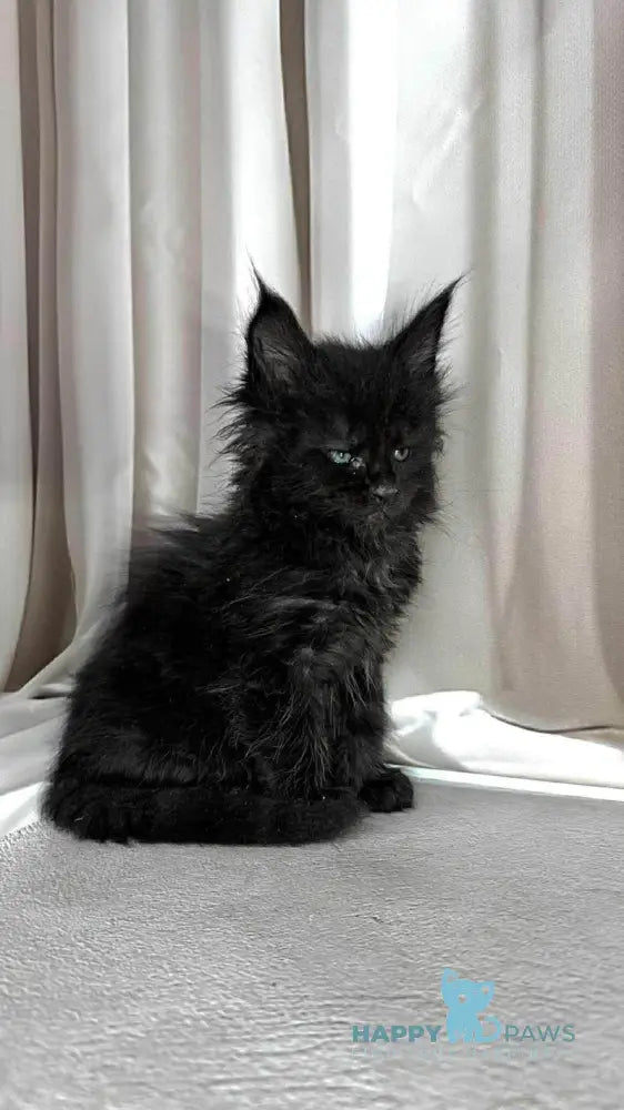 Ginger Maine Coon female black live animals