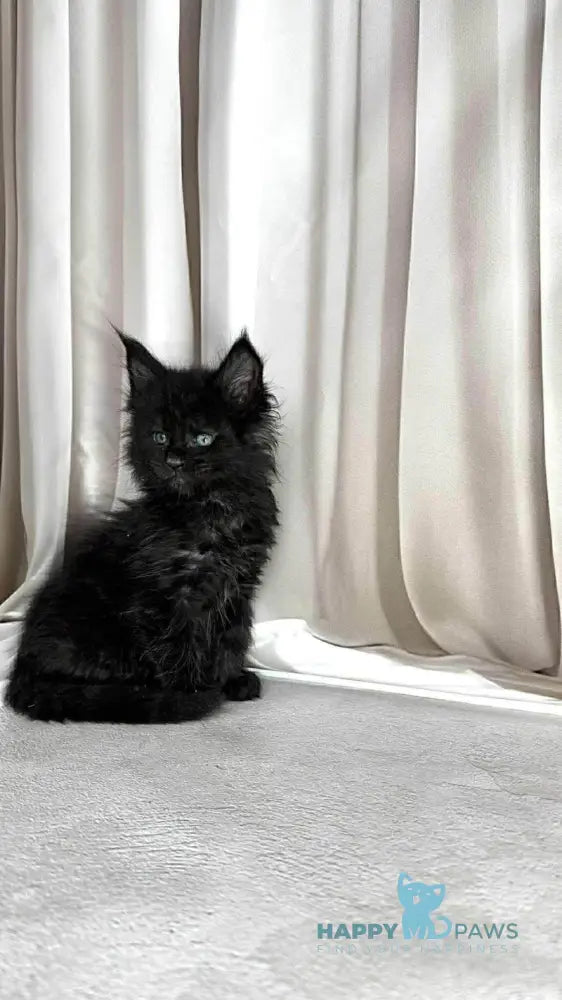 Ginger Maine Coon female black live animals