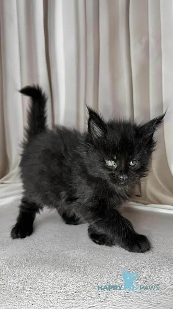 Ginger Maine Coon female black live animals