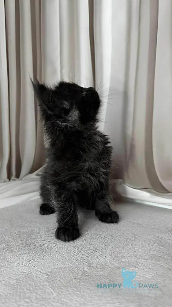 Ginger Maine Coon female black live animals