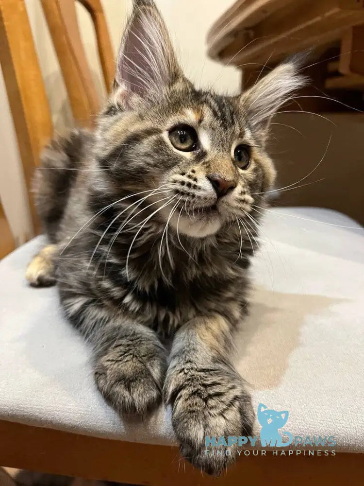 Ginger Maine Coon female black tortie tabby live animals