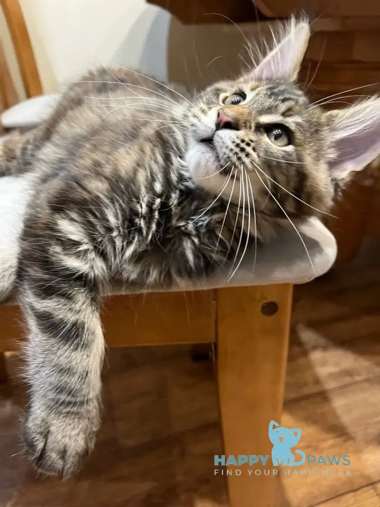 Ginger Maine Coon female black tortie tabby live animals