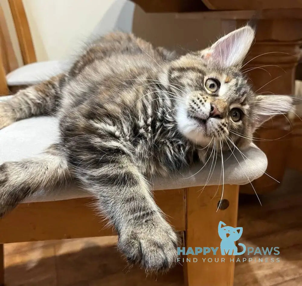 Ginger Maine Coon female black tortie tabby live animals