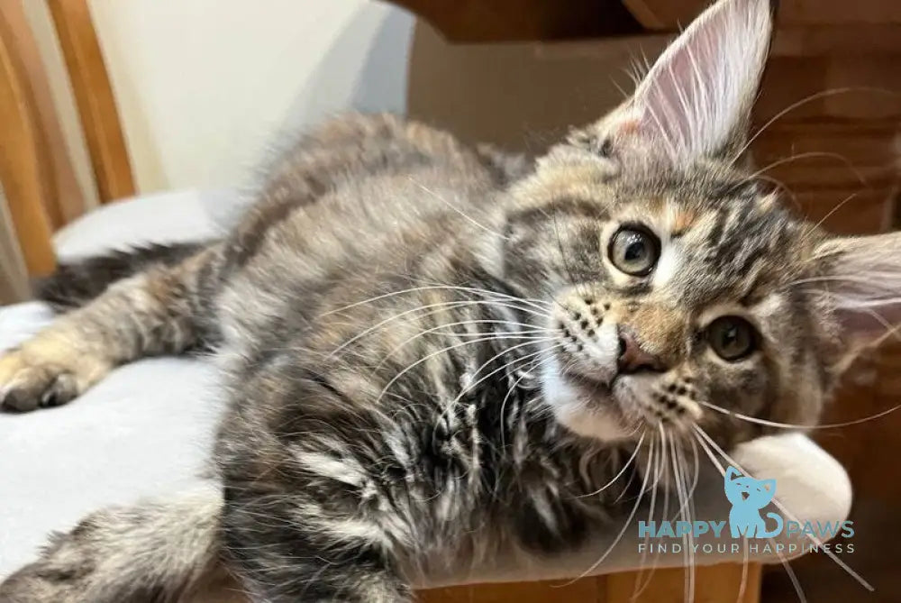 Ginger Maine Coon female black tortie tabby live animals