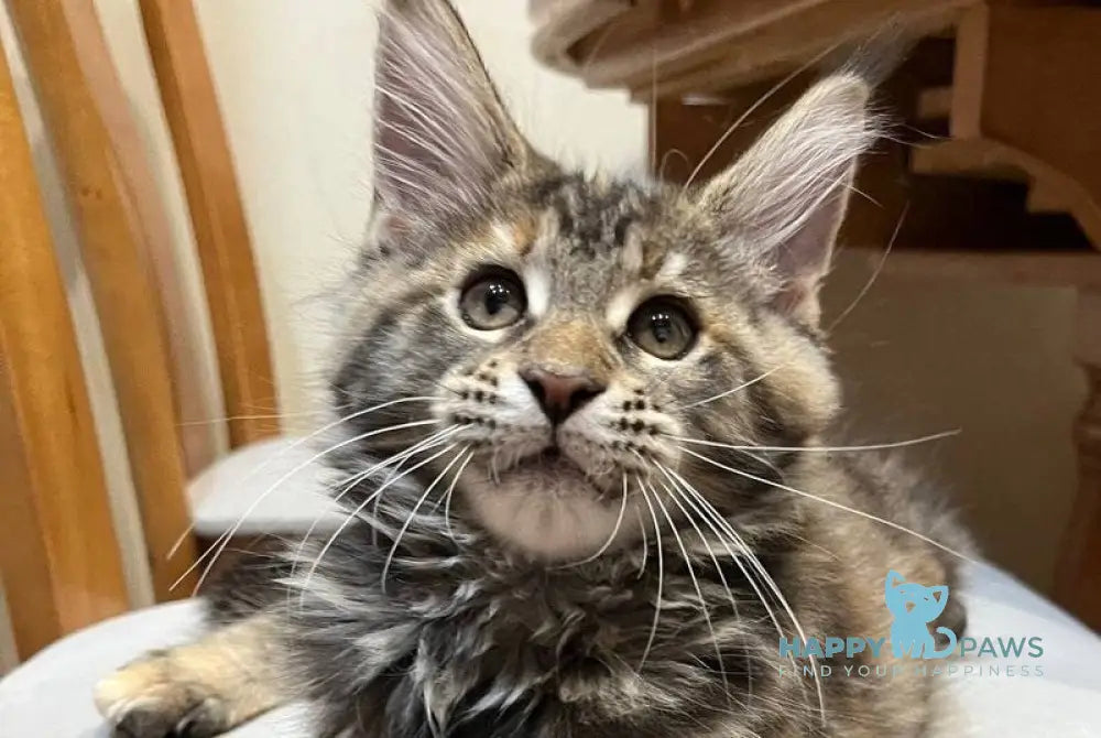 Ginger Maine Coon female black tortie tabby live animals