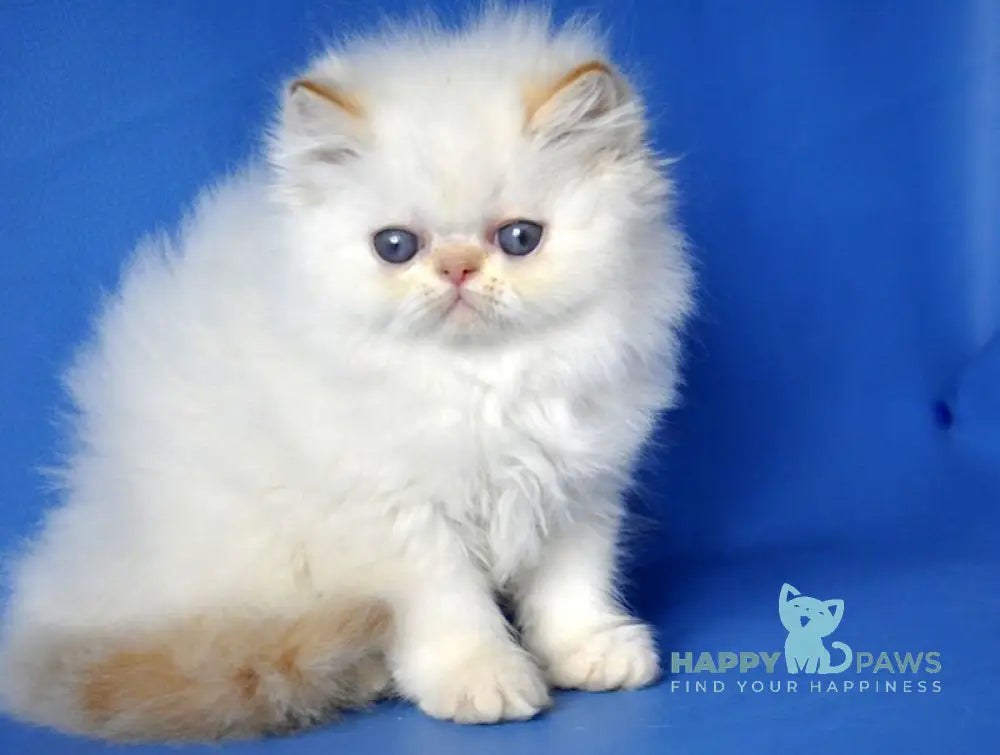 Ginger Persian male red pointed live animals