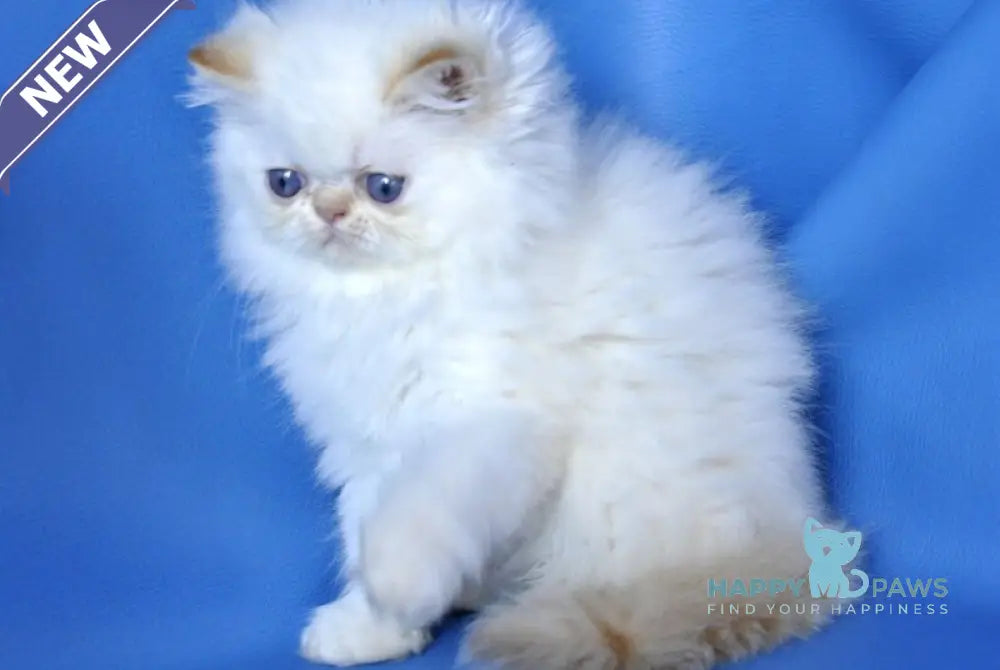 Ginger Persian male red pointed live animals