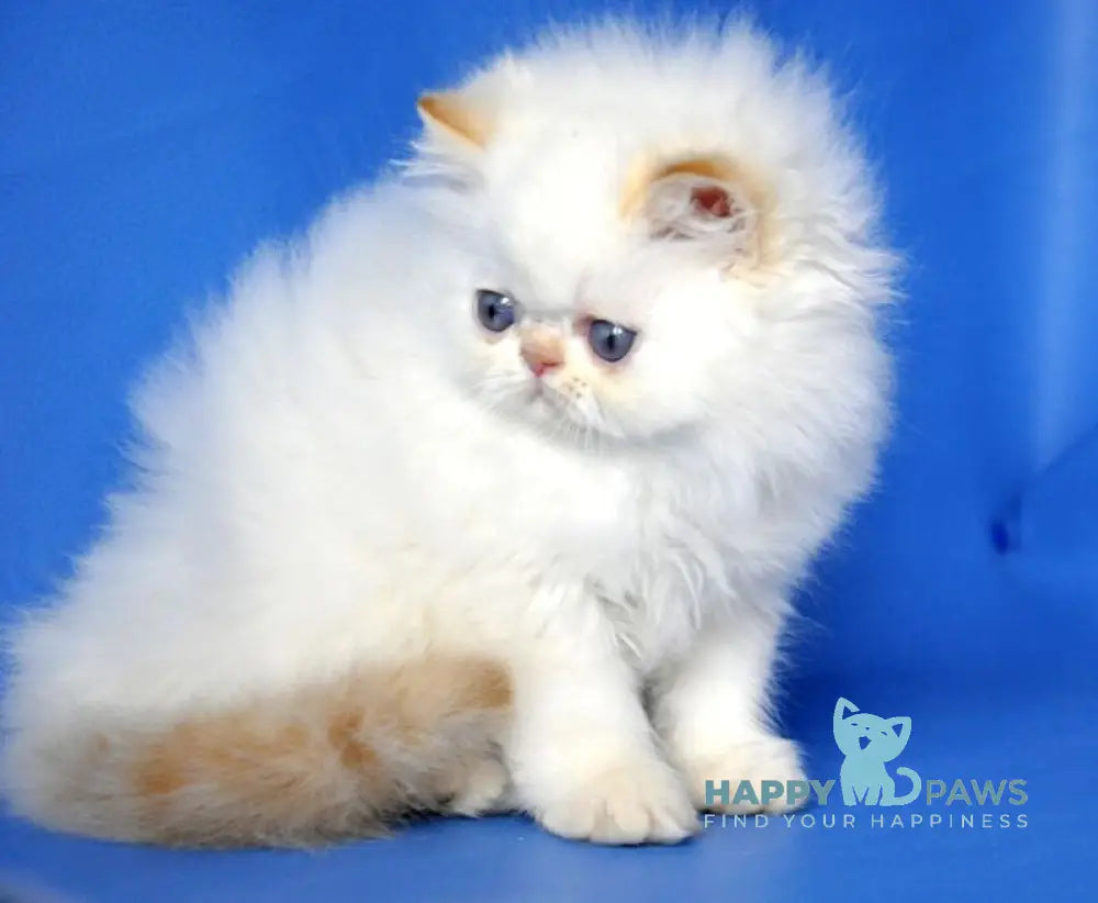 Ginger Persian male red pointed live animals