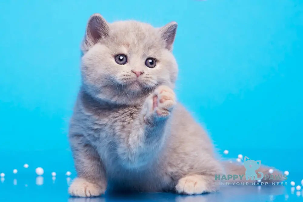 Ginny British Shorthair female lilac tortie live animals