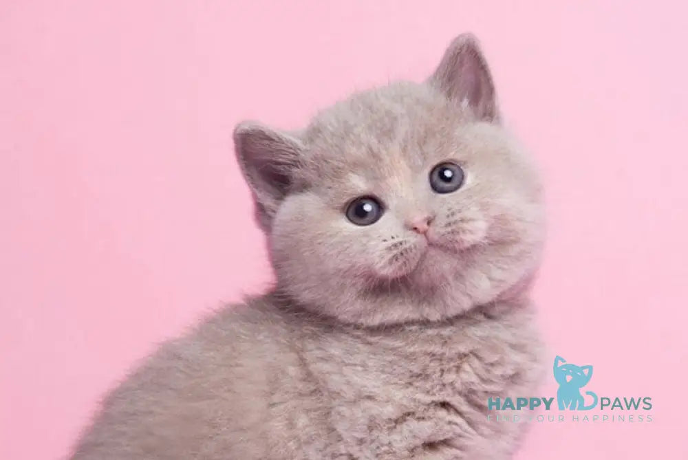 Ginny British Shorthair female lilac tortie live animals