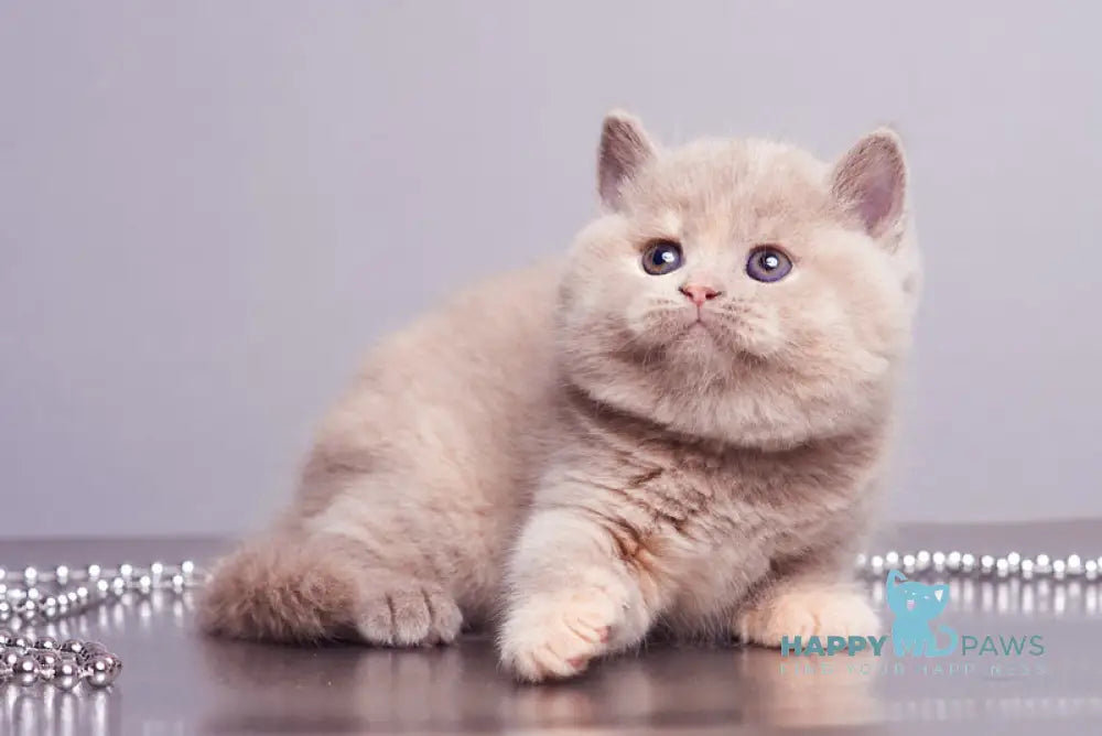 Ginny British Shorthair female lilac tortie live animals