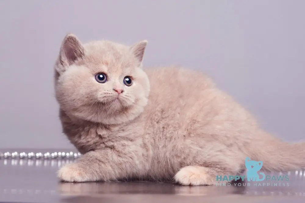 Ginny British Shorthair female lilac tortie live animals