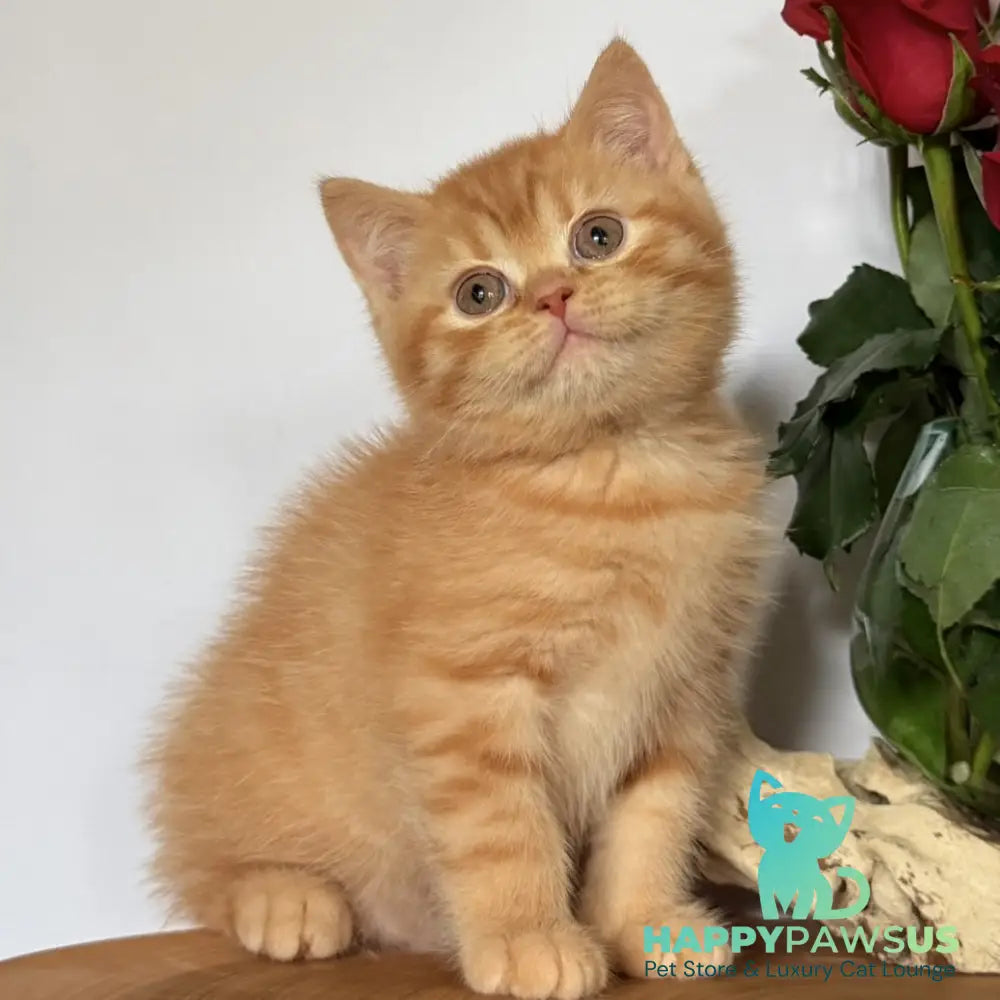 Gino British Shorthair male red - live animals