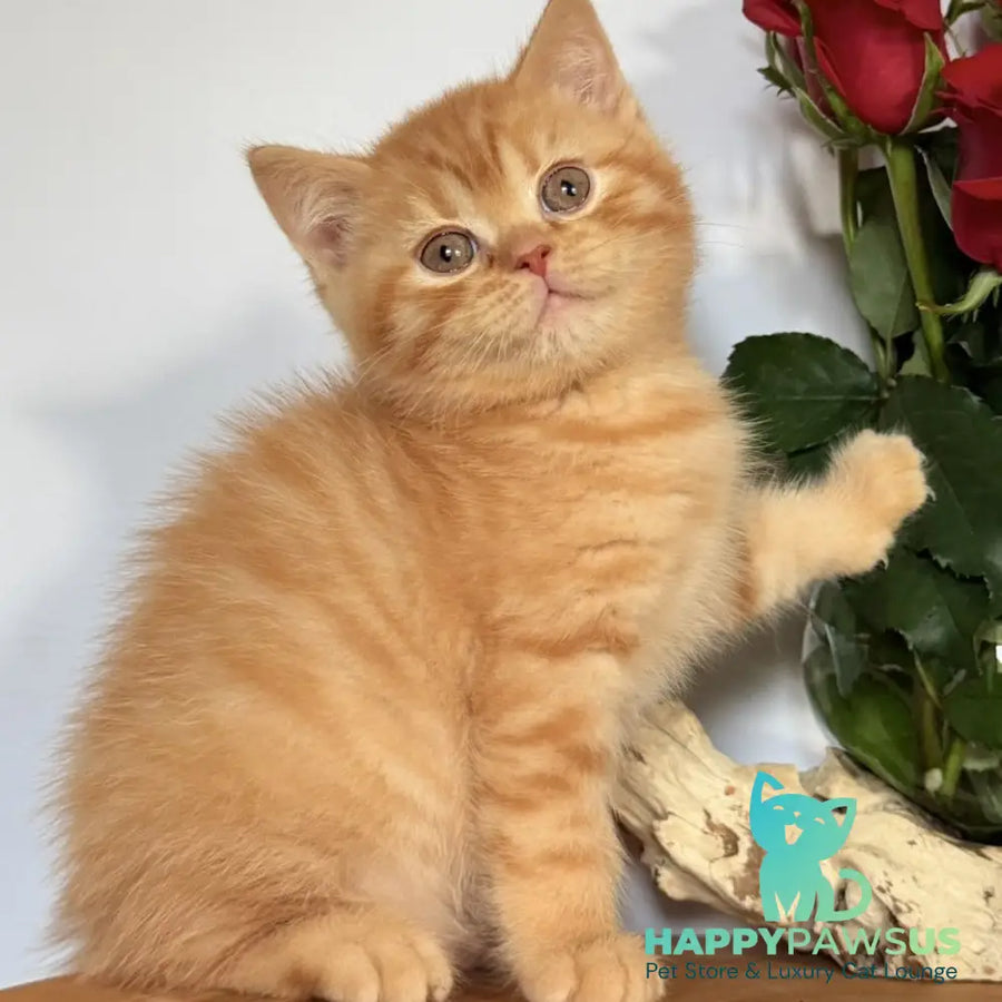 Gino British Shorthair male red - live animals