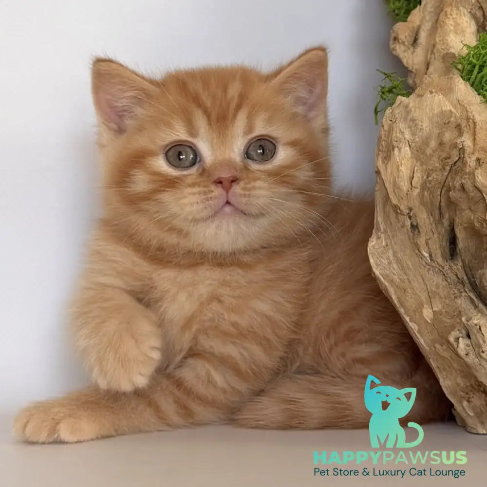 Gino British Shorthair male red - live animals