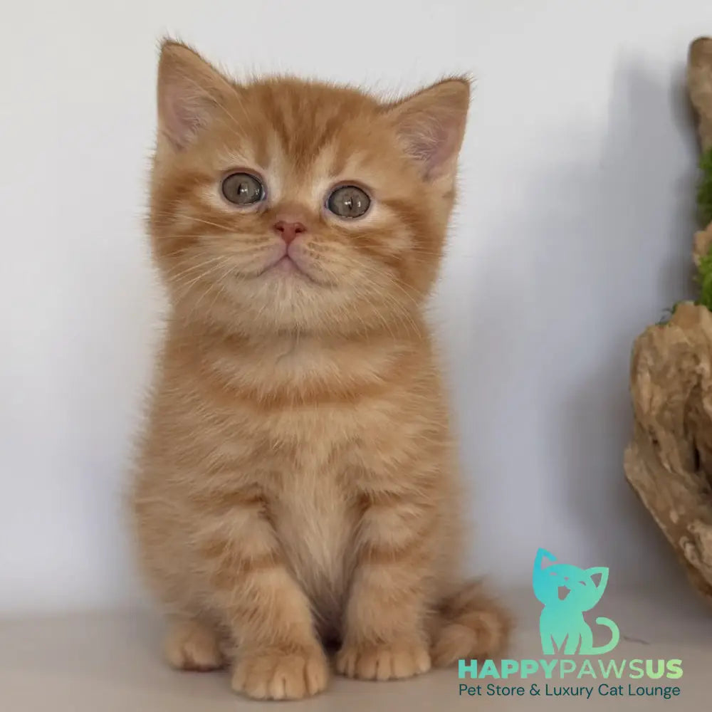 Gino British Shorthair male red - live animals