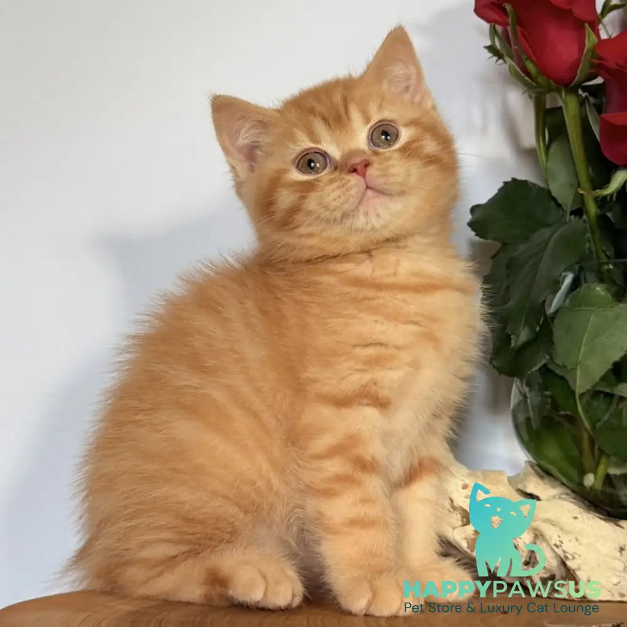 Gino British Shorthair male red - live animals