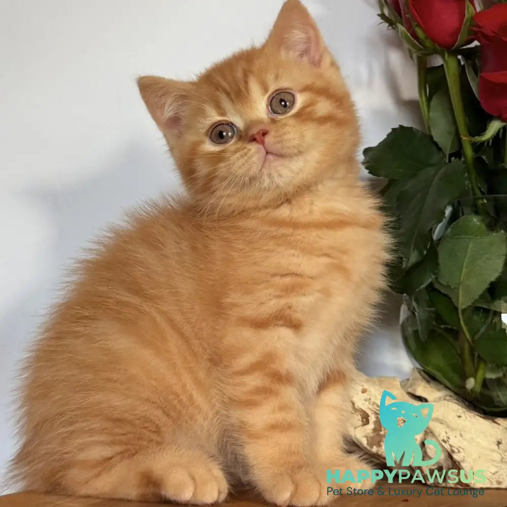 Gino British Shorthair male red - live animals