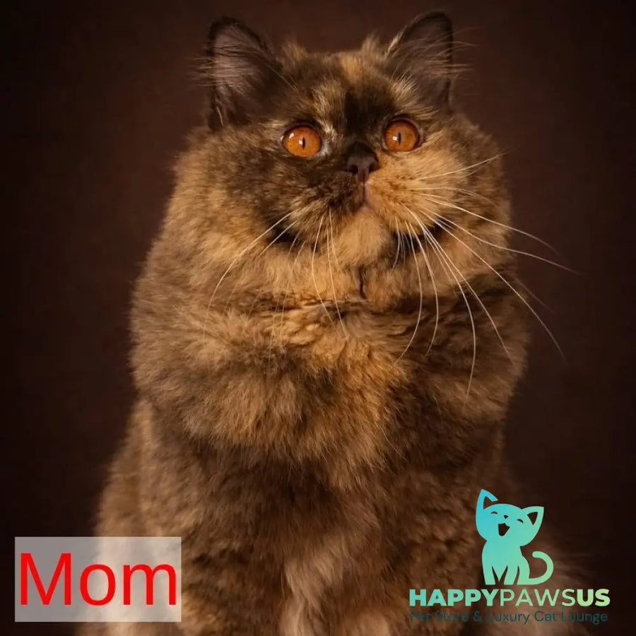 Gino British Shorthair male red - live animals