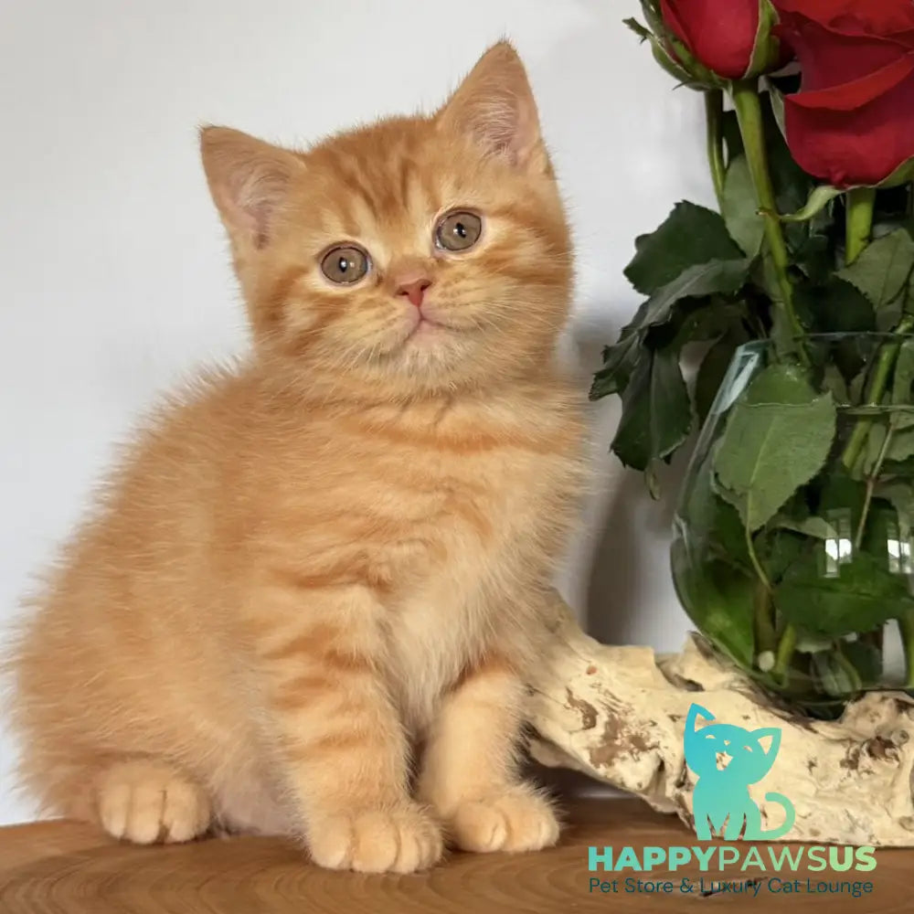 Gino British Shorthair male red - live animals