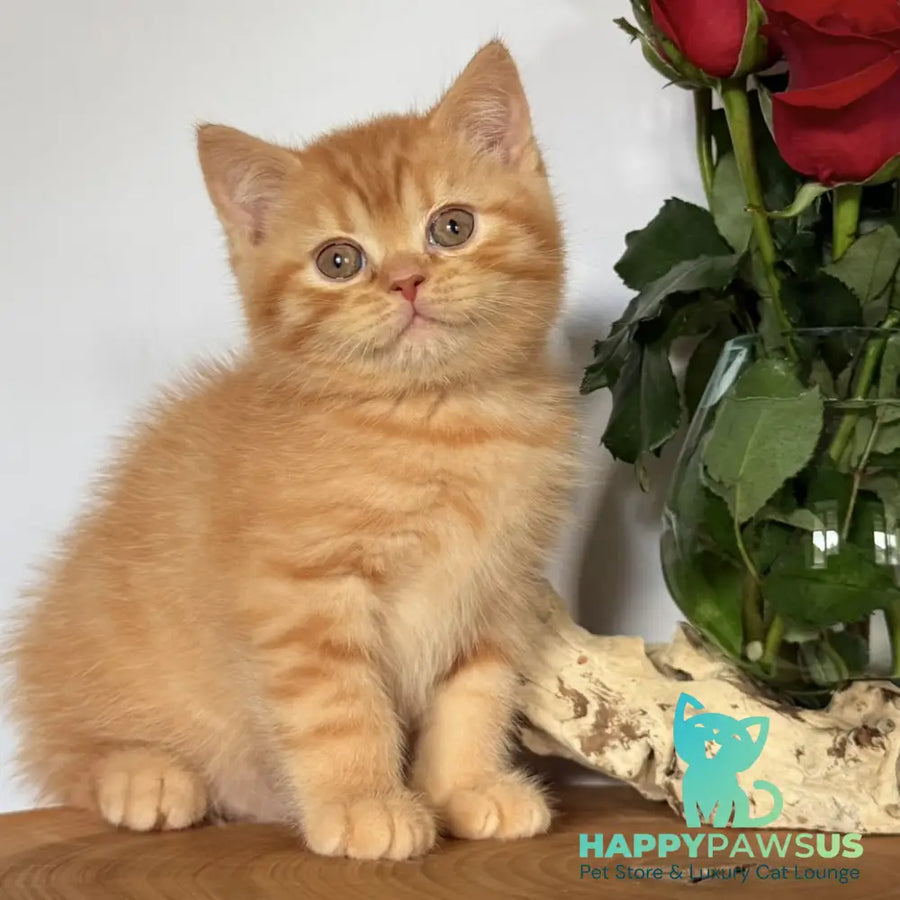 Gino British Shorthair male red - live animals