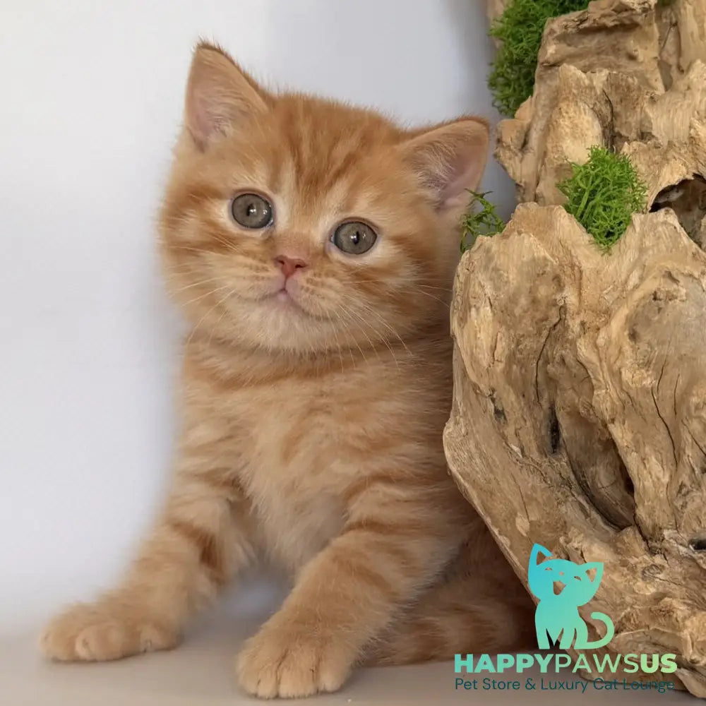 Gino British Shorthair male red - live animals