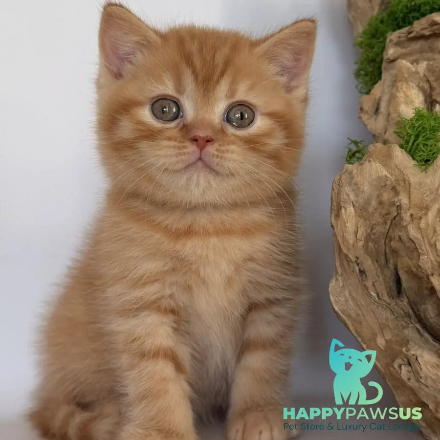 Gino British Shorthair male red - live animals