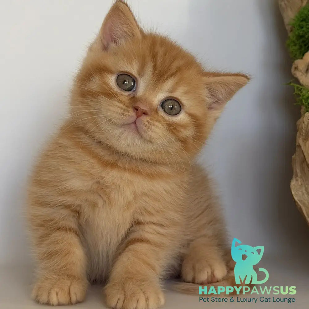 Gino British Shorthair male red - live animals
