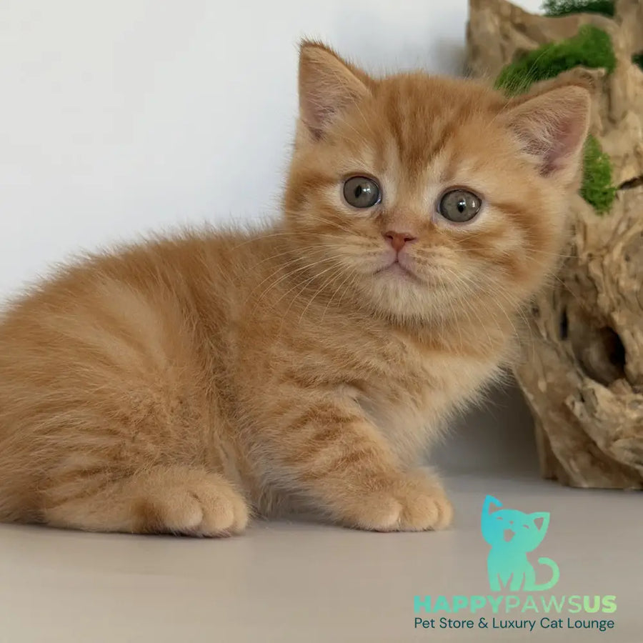 Gino British Shorthair male red - live animals