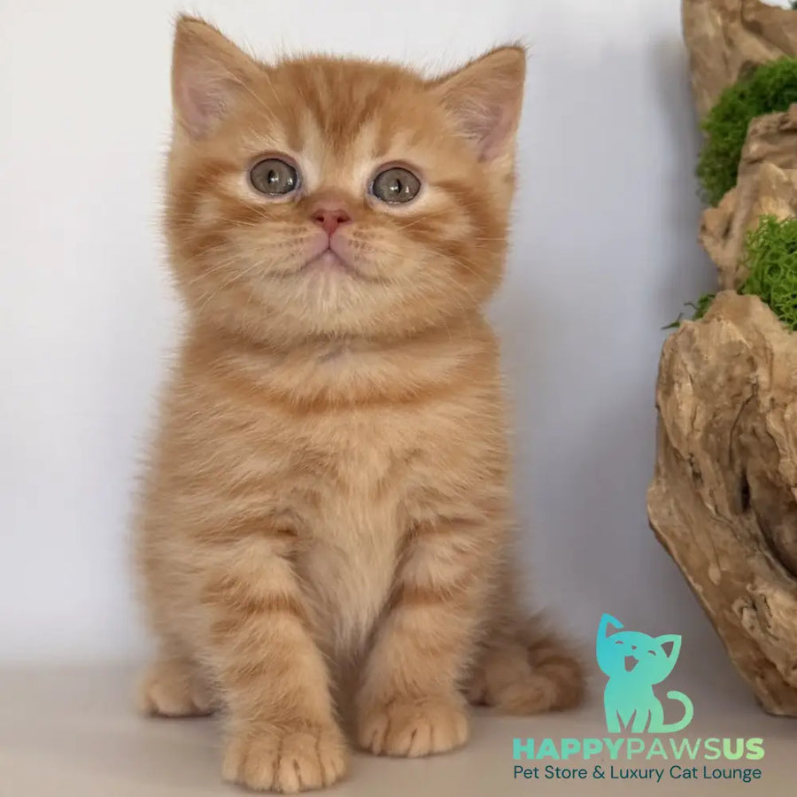 Gino British Shorthair male red - live animals