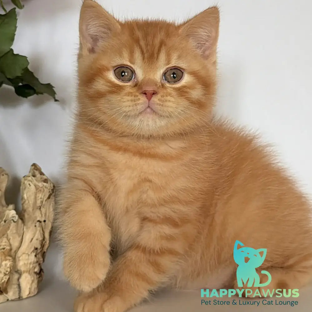 Gino British Shorthair male red - live animals