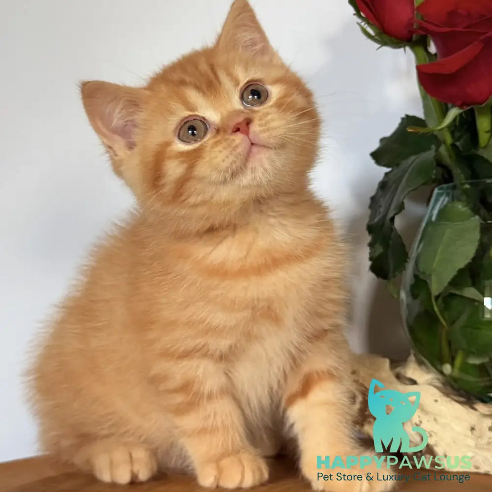 Gino British Shorthair male red - live animals