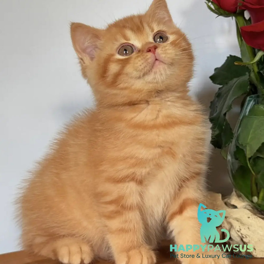 Gino British Shorthair male red - live animals
