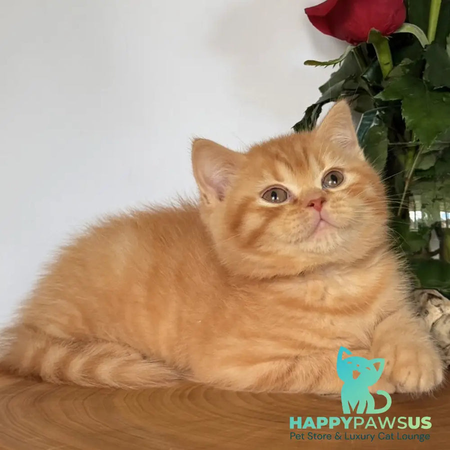 Gino British Shorthair male red - live animals