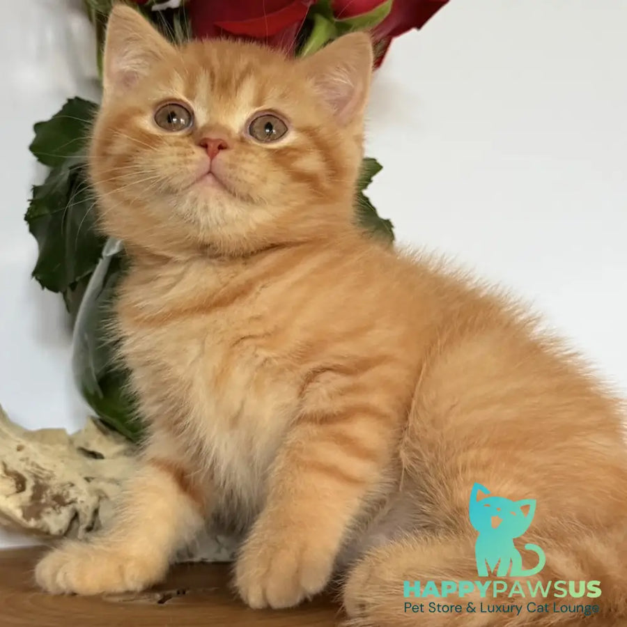 Gino British Shorthair male red - live animals
