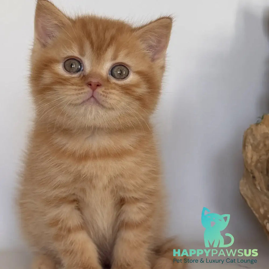 Gino British Shorthair male red - live animals