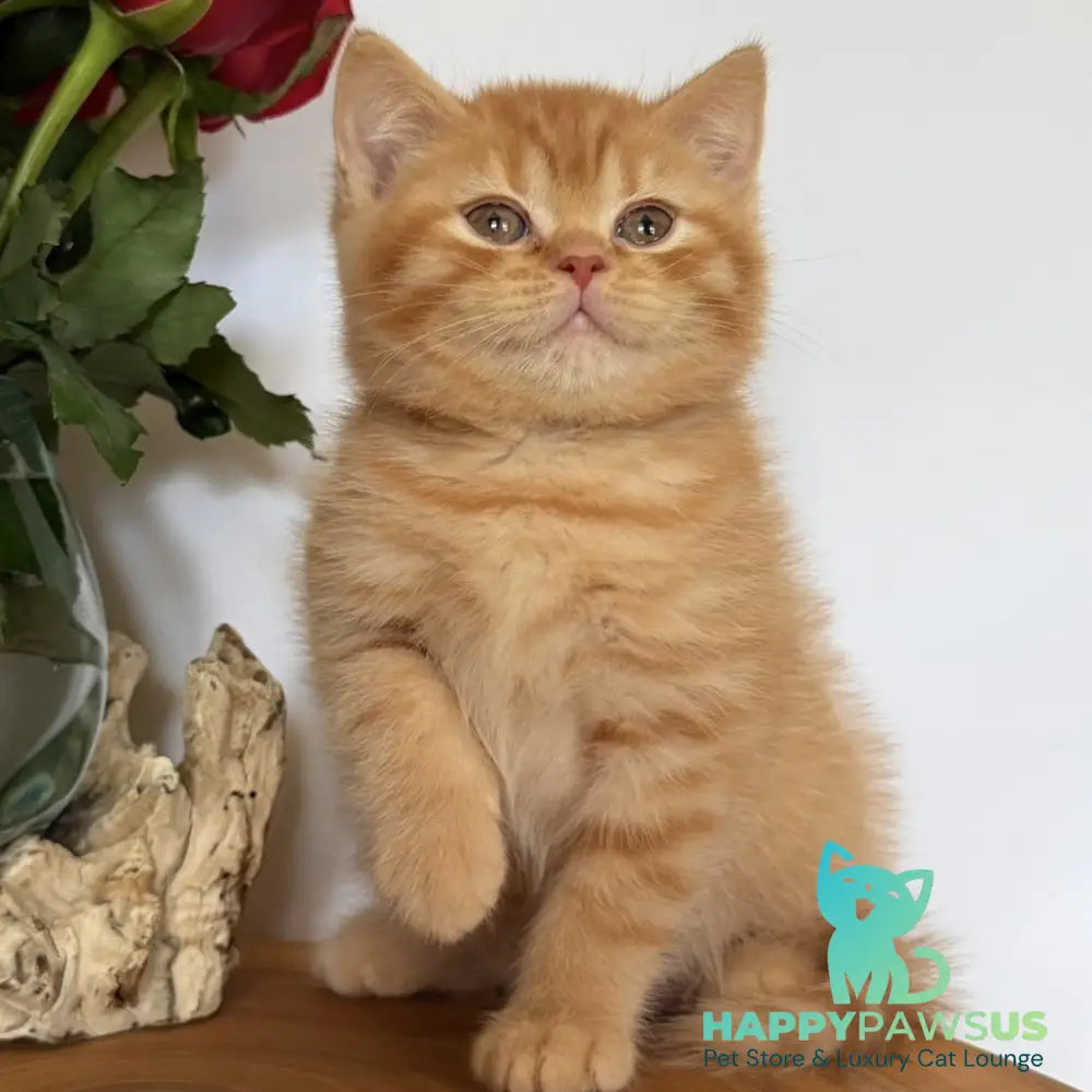Gino British Shorthair male red - live animals