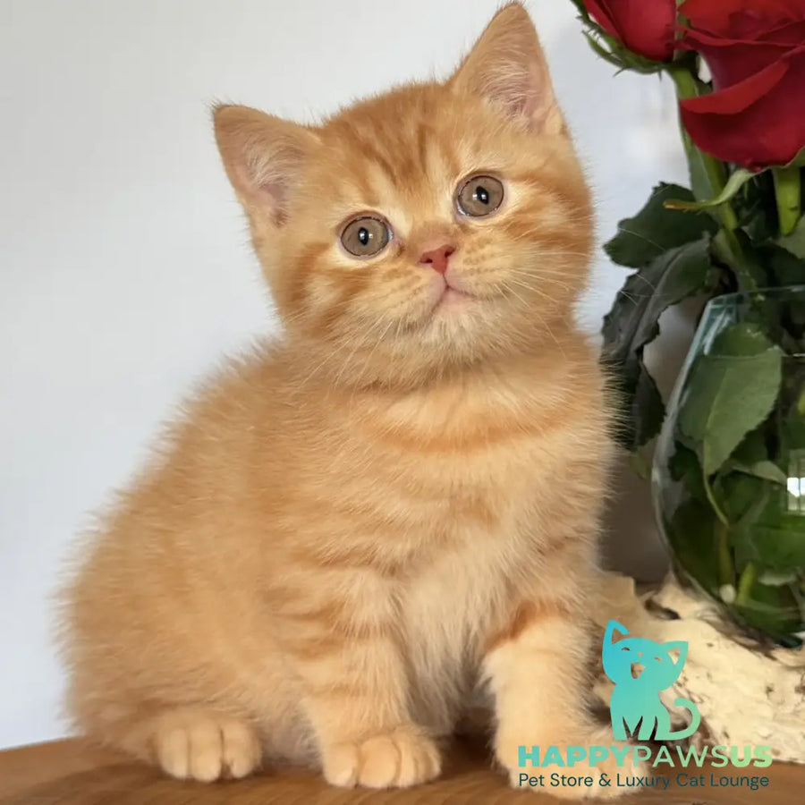 Gino British Shorthair male red - live animals