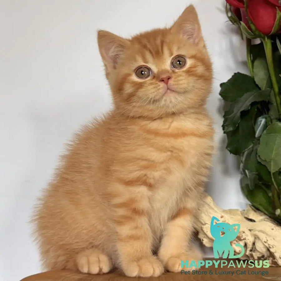 Gino British Shorthair male red - live animals