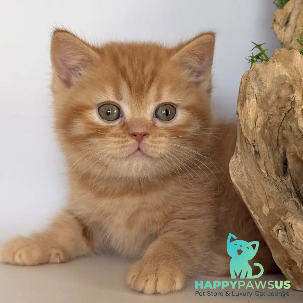 Gino British Shorthair male red - live animals