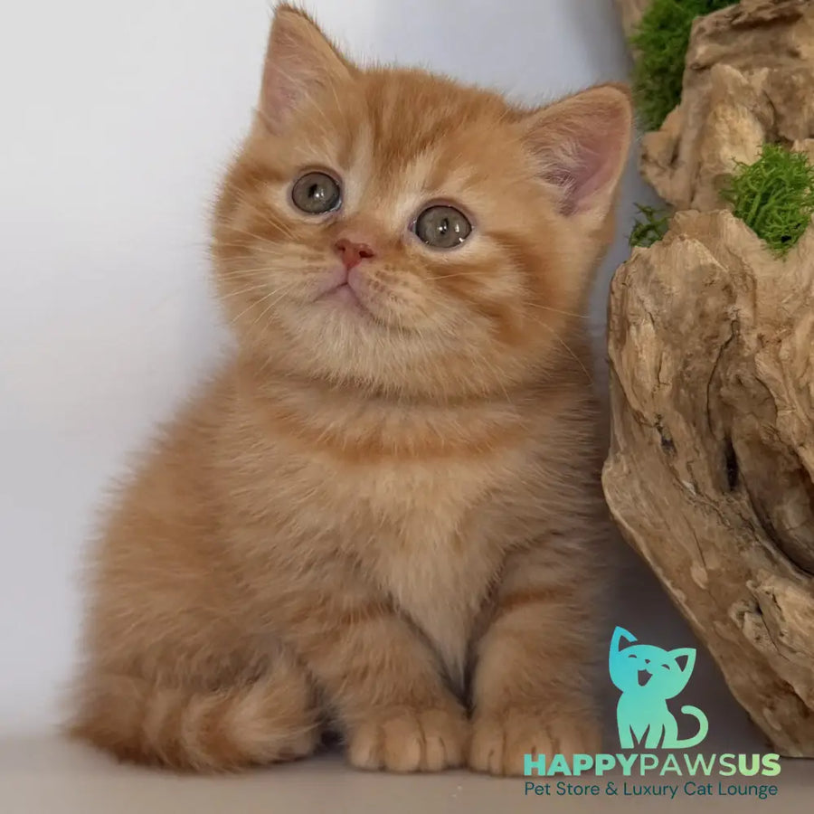 Gino British Shorthair male red - live animals