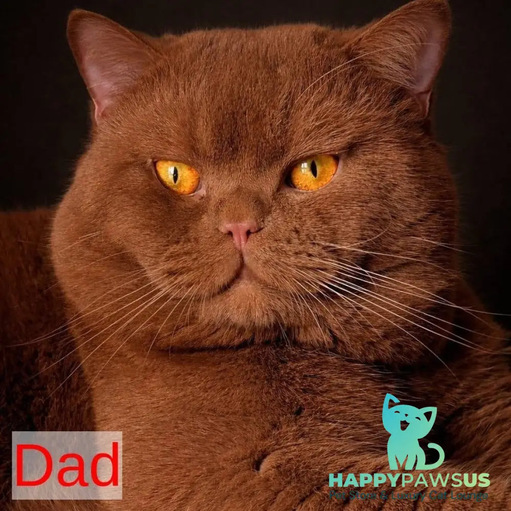 Gino British Shorthair male red - live animals