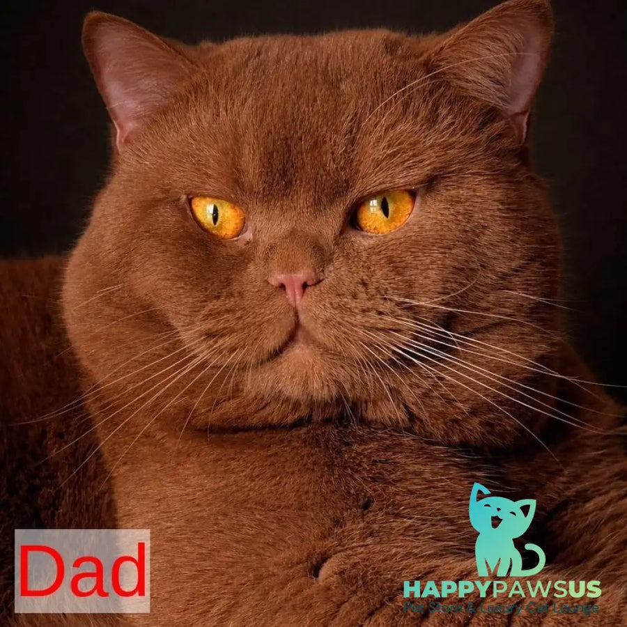 Gino British Shorthair male red - live animals