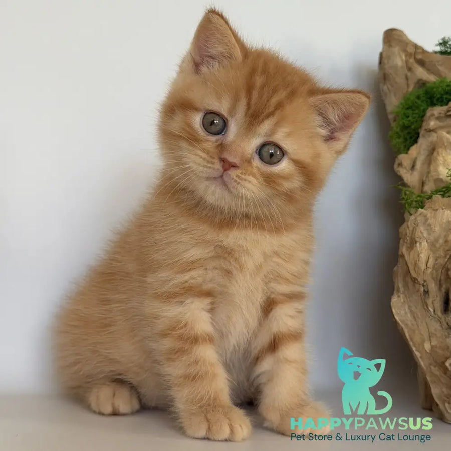 Gino British Shorthair male red - live animals