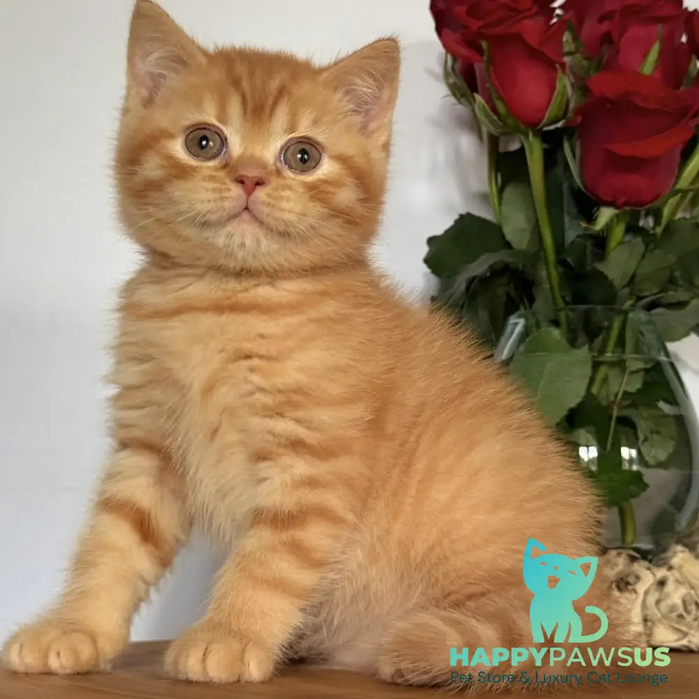 Gino British Shorthair male red - live animals