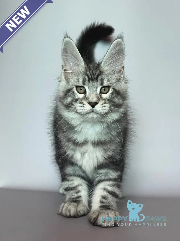 Gio Maine Coon male black silver tabby live animals