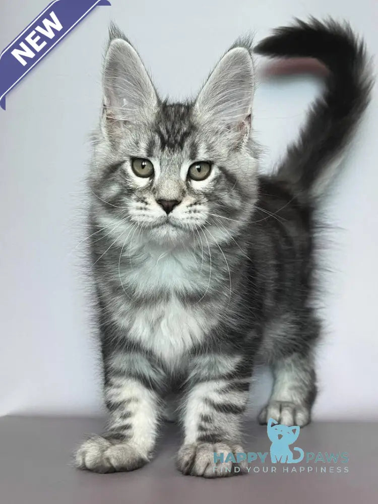 Gio Maine Coon male black silver tabby live animals